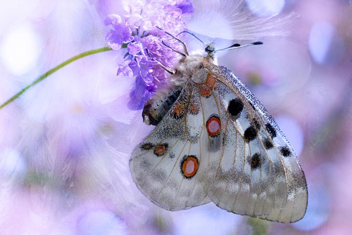Apollo - Adaptada para viver em lugares de baixa temperatura, Ã© encontrada na Europa, Ãsia e AmÃ©rica do Norte. Essa borboleta tem um revestimento de pelos fininhos e suas asas nÃ£o tÃªm cauda. 