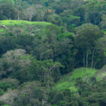 Floresta Amazônica