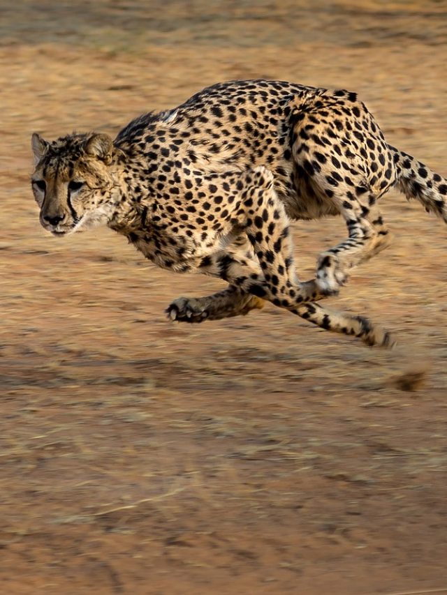 5- guepardo
É o animal terrestre mais rápido, podendo atingir cerca de 100 km/h. Diferente de outros felinos, suas garras não são totalmente retráteis.