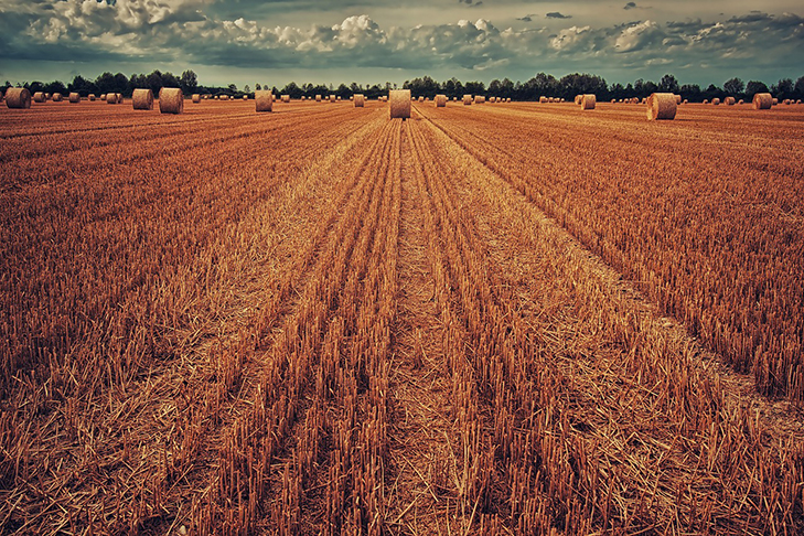 O trigo possui um impacto direto na economia, na saúde e na segurança alimentar, com seu cultivo sendo uma atividade essencial para milhões de pessoas ao redor do mundo.