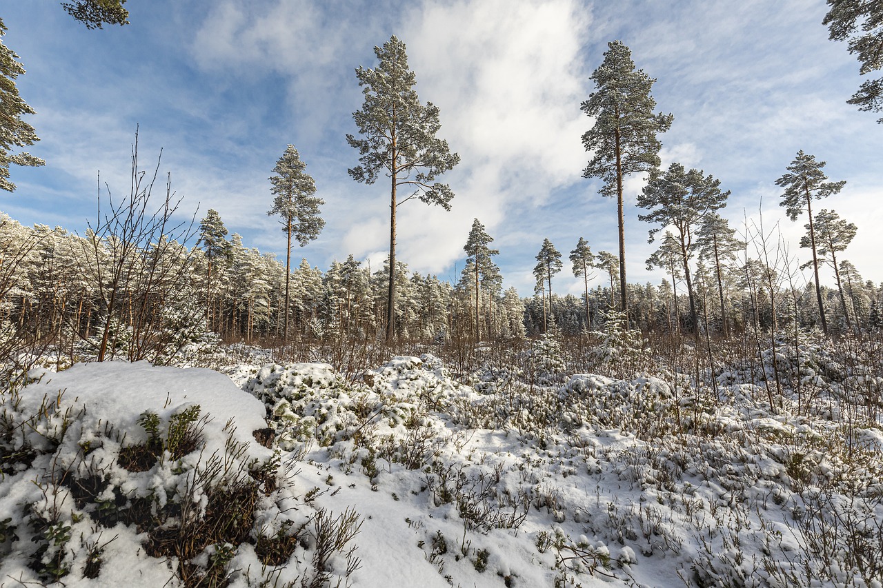 Maior floresta: Taiga - Com 12 milhões de km², é responsável por 29% da cobertura vegetal do planeta.  Conhecida como Floresta das Coníferas (árvores em formato de cone), fica no hemisfério norte. Começa no Alasca e abrange Canadá, Groenlândia, Noruega, Suécia, Finlândia, Sibéria e Japão.