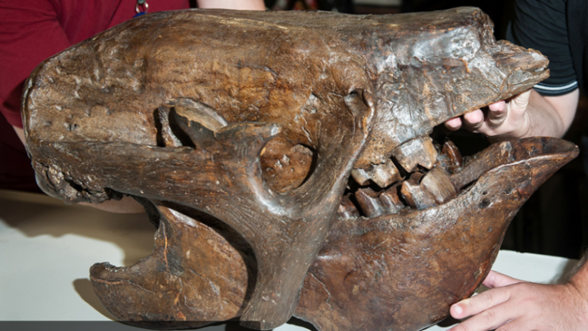 preguiça gigante - Museu PUC-RS
