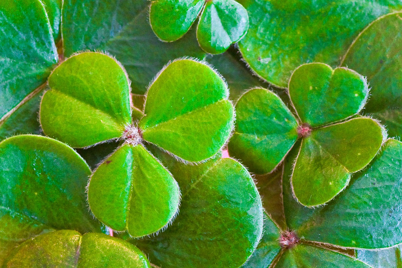 Reza o folclore irlandês que Patrício adquiriu o hábito de usar um trevo de três folhas durante a evangelização dos fiéis. Era assim que ele explicava a Santíssima Trindade: Pai, Filho e Espírito Santo. 