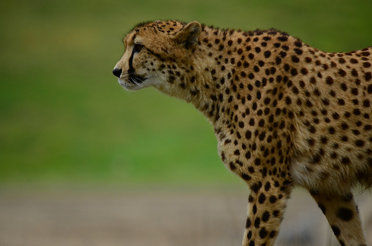 Os animais mais rápidos do mundo - Domínio público / pxhere.com