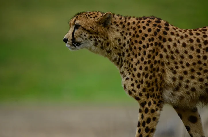 Alguns animais destacam-se quando se trata de velocidade. E eles usam essa habilidade para tentar escapar dos predadores. Veja os mais velozes. -  (crédito: Domínio público / pxhere.com)