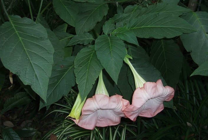 flores