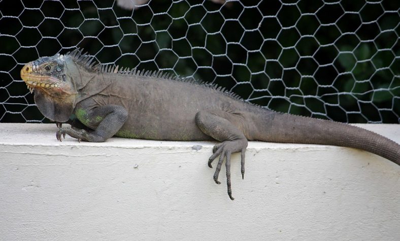 Iguana - animal