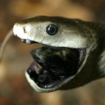 O veneno da mamba-negra tem a ação mas rápida dentre as cobras, se espalhando rapidamente pelo corpo. Se a vítima não procurar auxílio imediato, morre em 20 minutos.