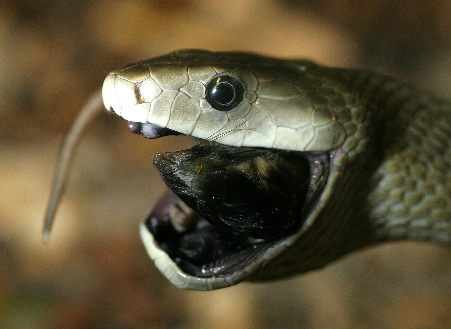 O veneno da mamba-negra tem a ação mas rápida dentre as cobras, se espalhando rapidamente pelo corpo. Se a vítima não procurar auxílio imediato, morre em 20 minutos.