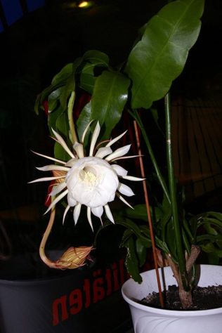flores