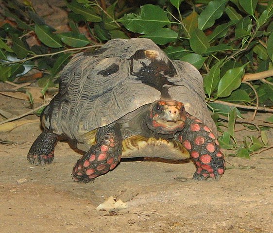 O animal passará por exames bioquímicos, hemograma e uma avaliação comportamental para verificar se pode ser devolvido à natureza.