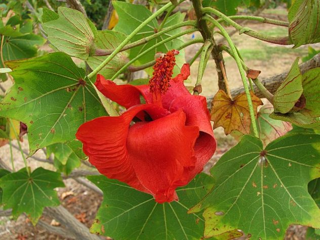 As flores mais raras e exóticas do mundo