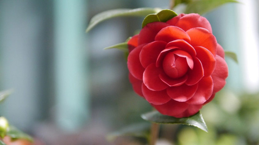 flores