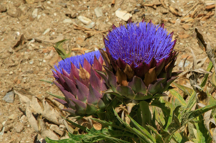 As flores mais raras e exóticas do mundo