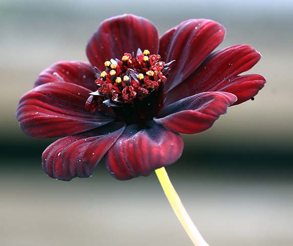 Cosmos Chocolate - EspÃ©cie mexicana, floresce em solo arenoso e calcÃ¡rio. Nos jardins, geralmente Ã© plantada em canteiros mistos, com arbustos. 