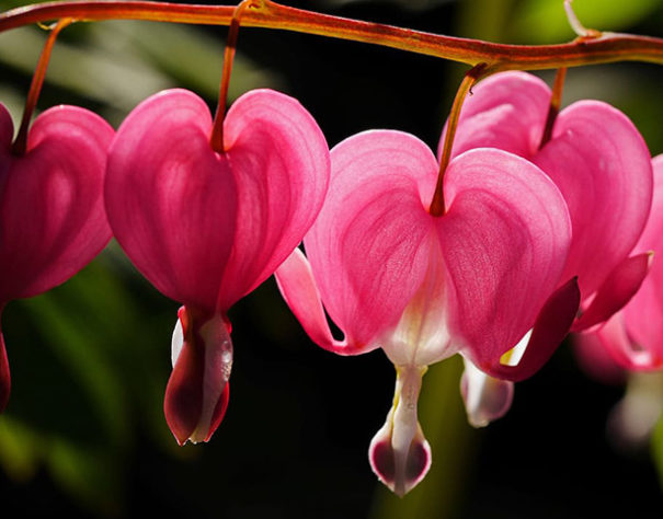 flores