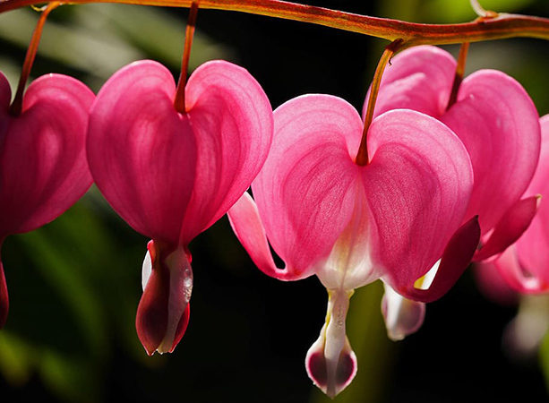370 mil espécies de flores se espalham pelo planeta