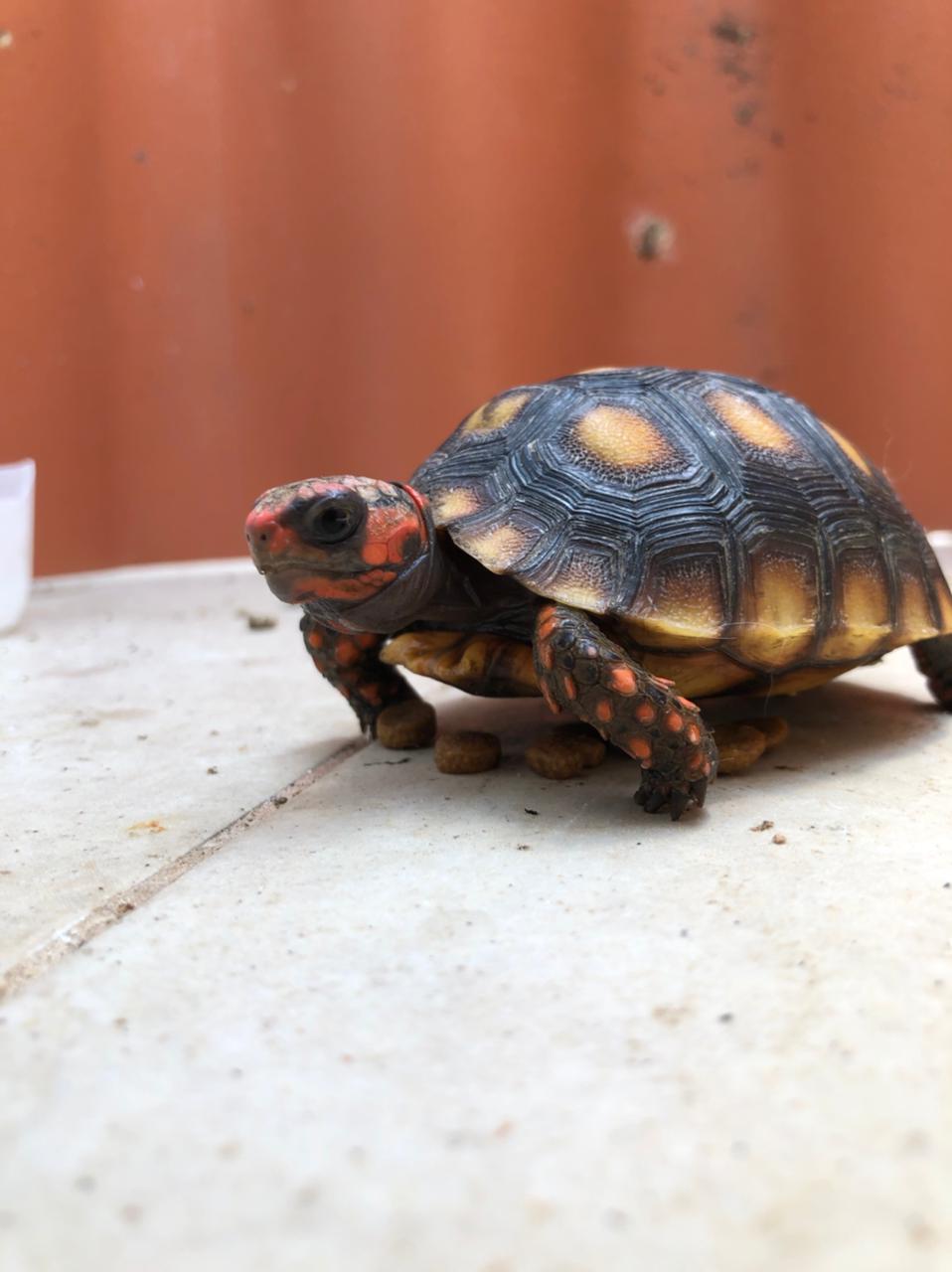 Tartarugas, cágados e jabutis - Esses animais são quelônios. Como sua temperatura se adapta ao ambiente, há uma queda no inverno. E o metabolismo diminui, tornando o animal lerdo.