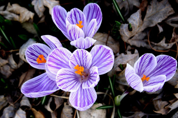 As flores mais raras e exóticas do mundo