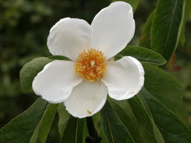 flores