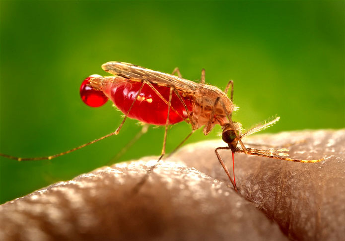 E uma curiosidade: No passado, já foi comum usar mosquitos como tática de guerra. A estratégia era expor os inimigos a doenças para que eles morressem sem assistência. 