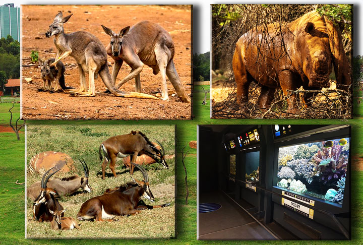 VocÃª pode ver leopardos, rinocerontes, leÃµes, elefantes, girafas e outros bichos em seus espaÃ§os â??naturaisâ?. AlÃ©m disso, o zoolÃ³gico tambÃ©m abriga muitos animais de outras partes do mundo, incluindo pandas e saguis.