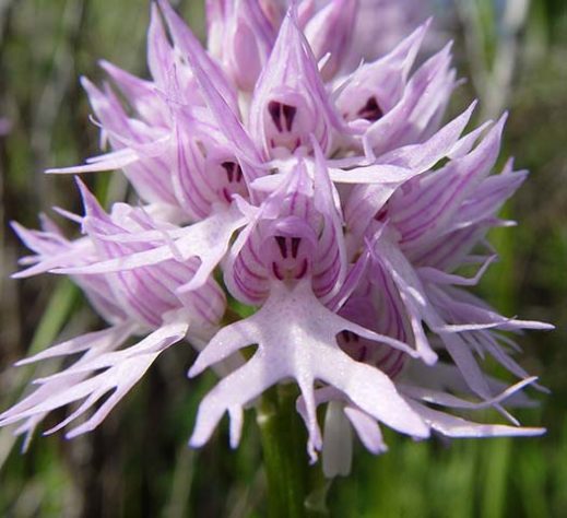 As flores mais raras e exóticas do mundo