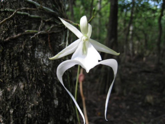 As flores mais raras e exóticas do mundo