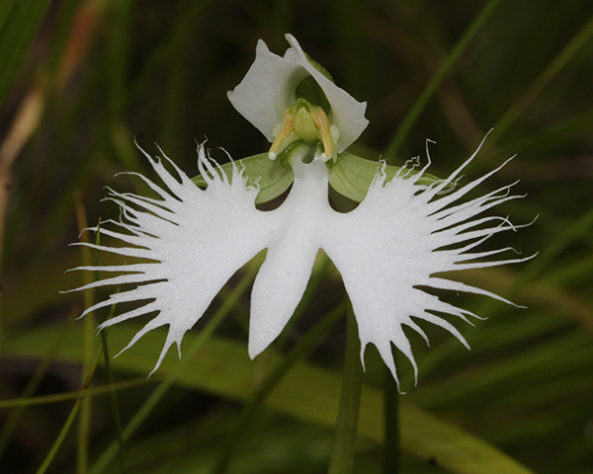 As flores mais raras e exóticas do mundo