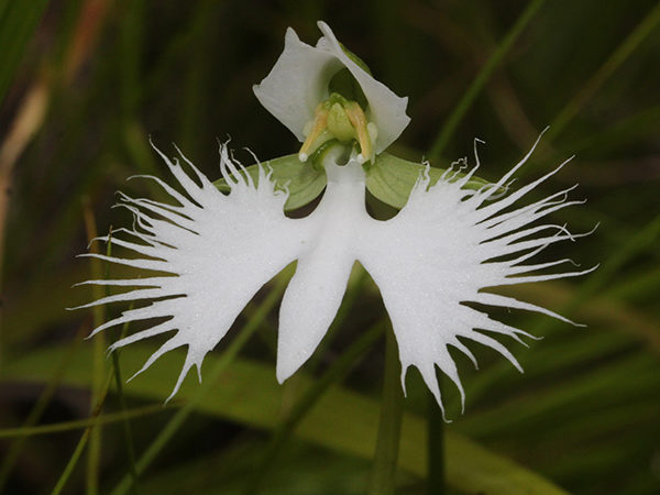 Flores exóticas chamam atenção com detalhes incomuns; descubra espécies curiosas