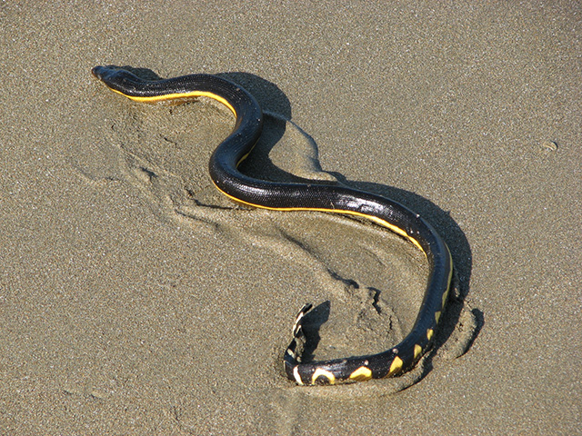 Cobra krait malasiana: tudo sobre serpente considerada umas das venenosas  do mundo