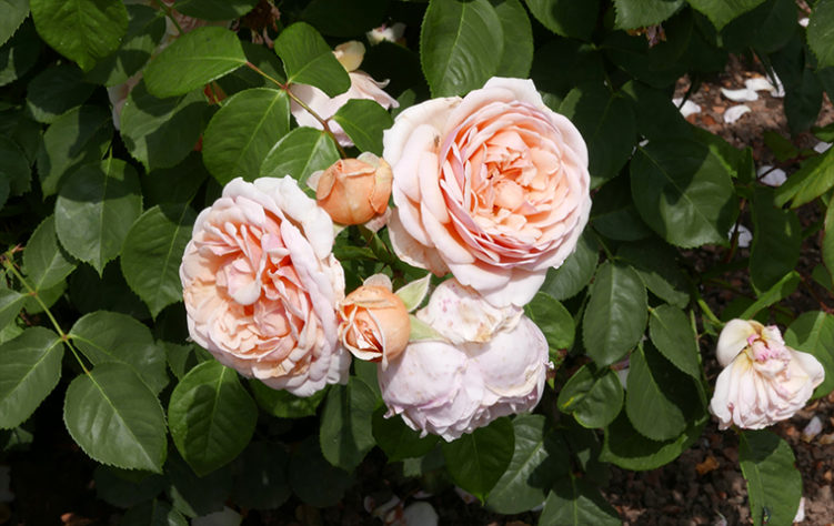 flores