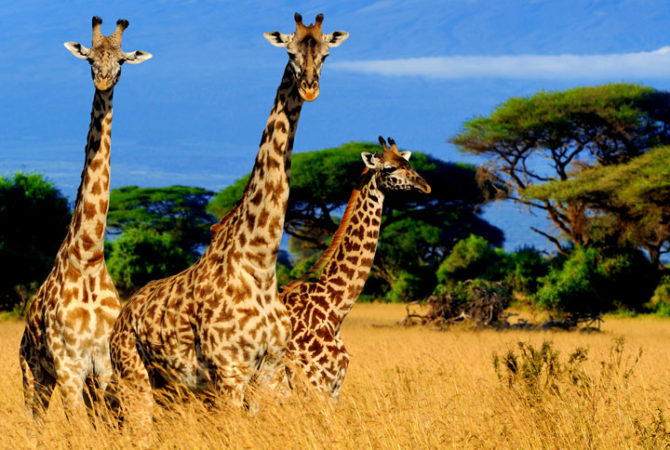 Os zoológicos mais espetaculares do planeta; onde ficam e o que têm