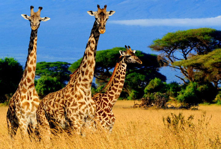 Os zoológicos mais espetaculares do planeta; onde ficam e o que têm