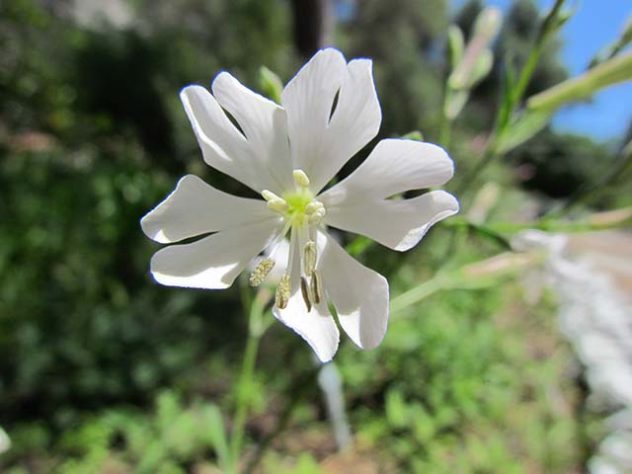 flores