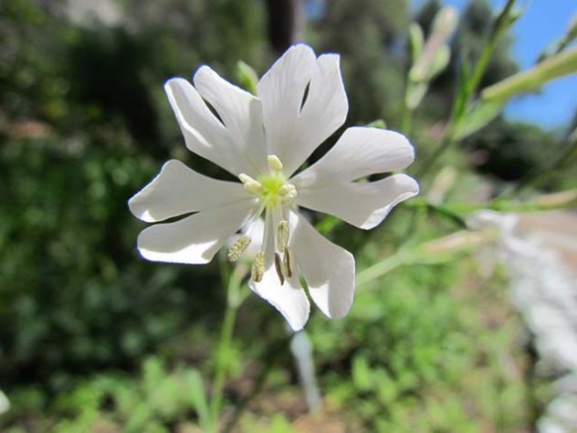 As flores mais raras e exóticas do mundo