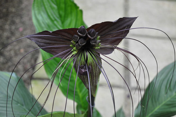 As flores mais raras e exóticas do mundo