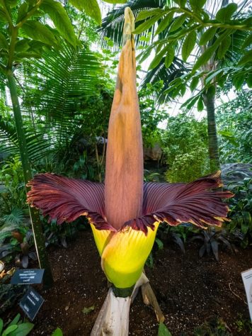 Flor-Cadáver - Tem um gigantesco espádice (uma espécie de espiga) que é a maior inflorescência (parte da planta onde ficam flores) do mundo. Nativa da Indonésia. O apelido se deve ao mau cheiro que a planta exala.