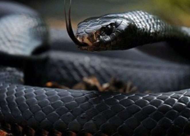 As serpentes mais venenosas do mundo