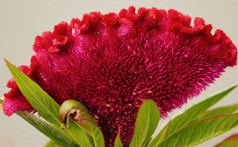 flores