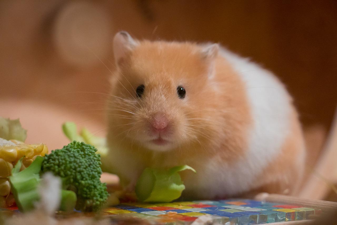 Para evitar a hibernação, mantenha o animal  em ambiente aquecido e com alimentação e água regulares. Se ele entrar em processo de hibernação, o ideal é, aos poucos, reanimá-lo, pois ele não armazena gordura corporal e pode acordar debilitado.  