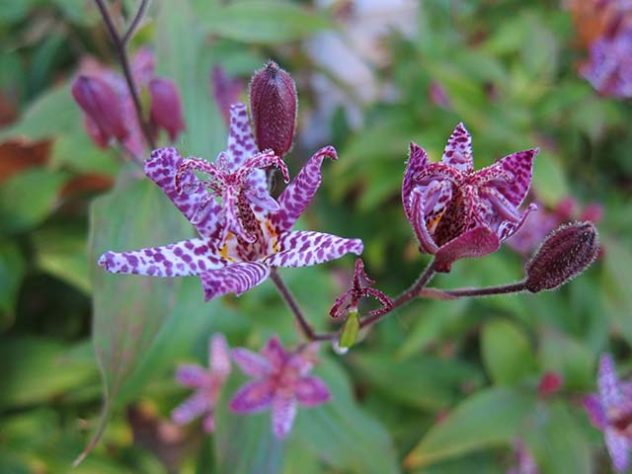 As flores mais raras e exóticas do mundo