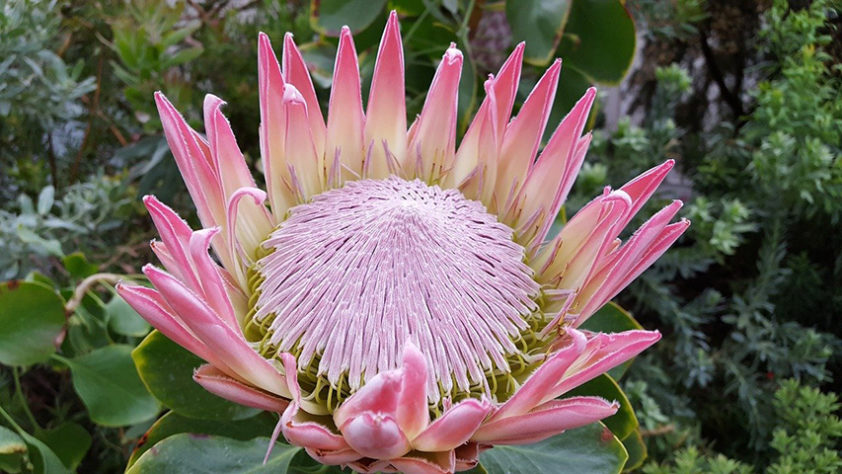 flores