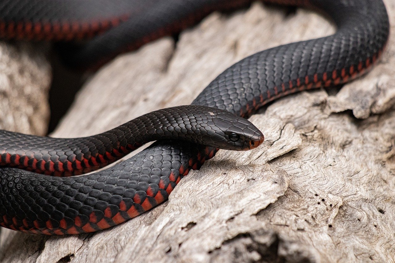 Qual é a cobra mais venenosa do mundo?