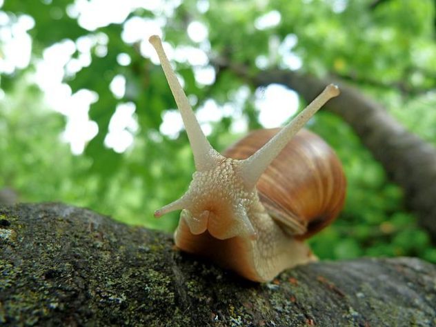 Caracol - caramujo