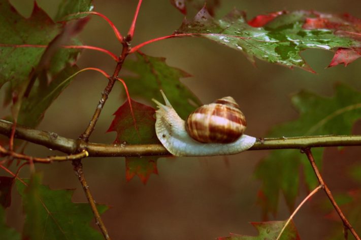 caracol