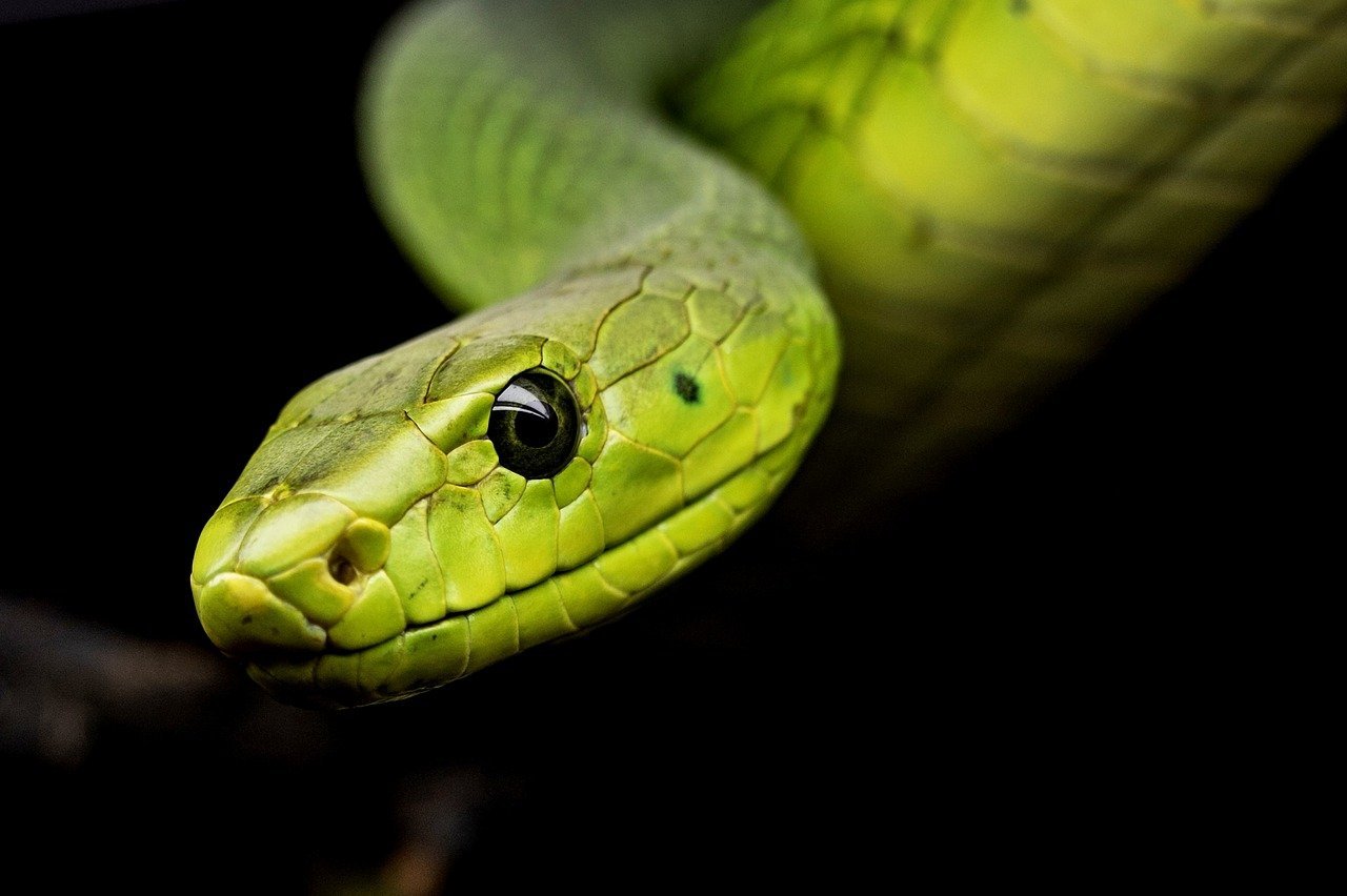 Veja outras cobras que costumam figurar na lista das mais venenosas do mundo.