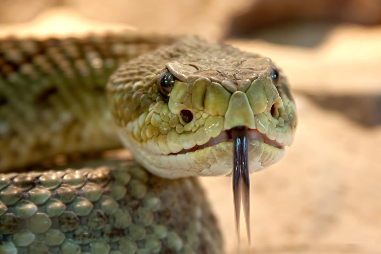 As serpentes mais venenosas do mundo - foto rabe pixabay