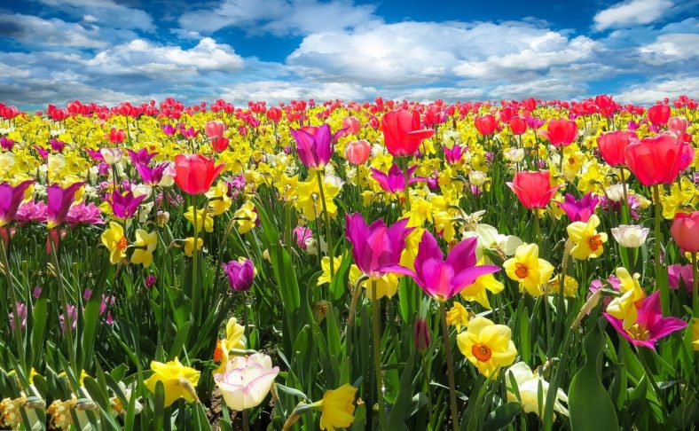 As flores mais raras e exóticas do mundo - Gerhard por Pixabay 