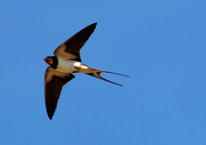 Andorinha - Algumas espécies percorrem mais de 10 mil quilômetros em migrações anuais. Elas retornam ao mesmo local todos os anos com incrível precisão.